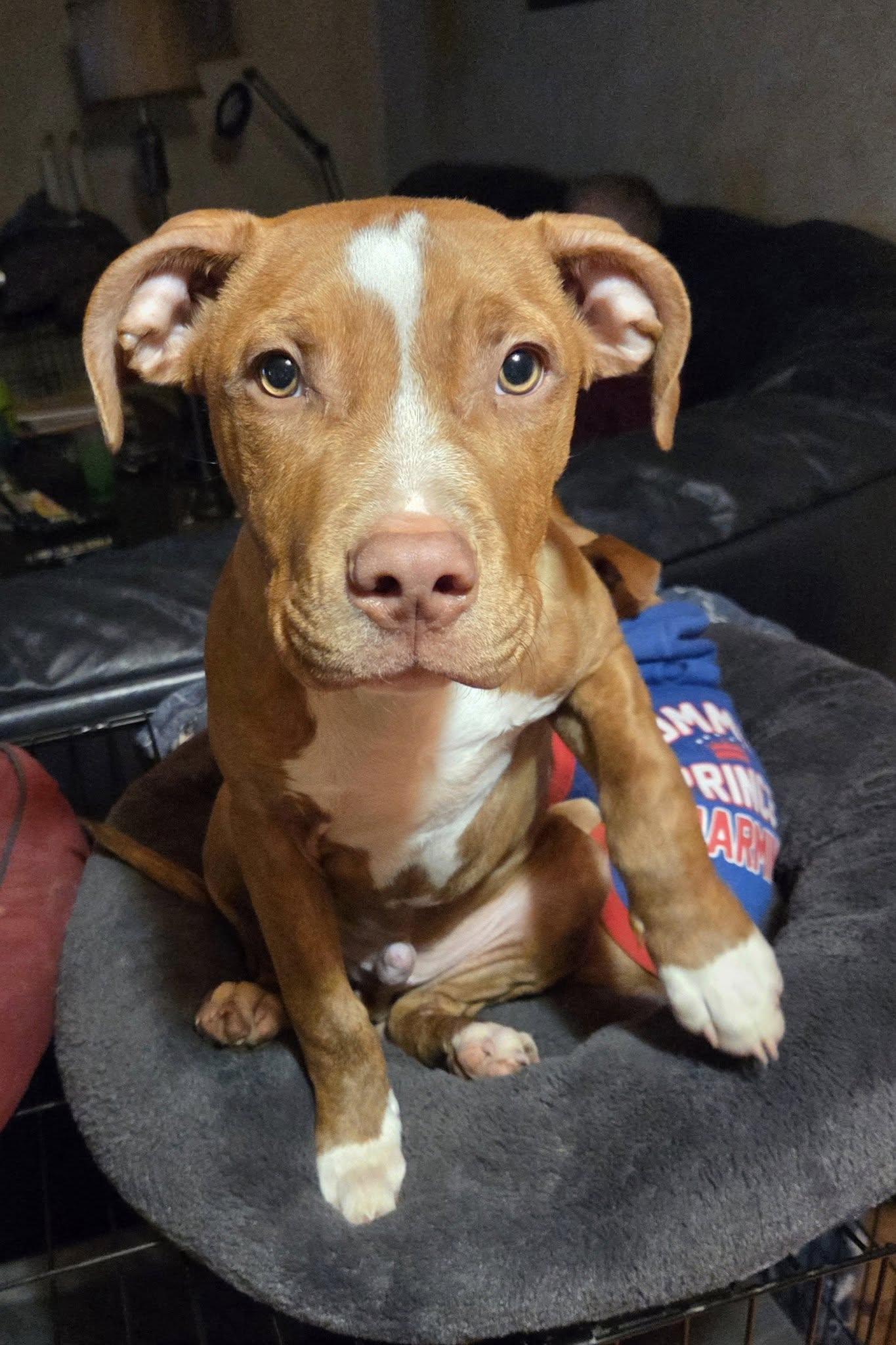 Enlarge Scoob, an adopted mixed breed in Clay, NY image 2/3