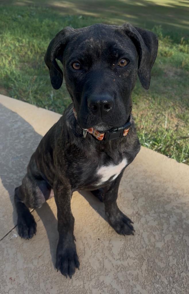 Enlarge “BeeGee” - Big Girl, a Adoptable mixed breed in Forsyth, GA image 1/2
