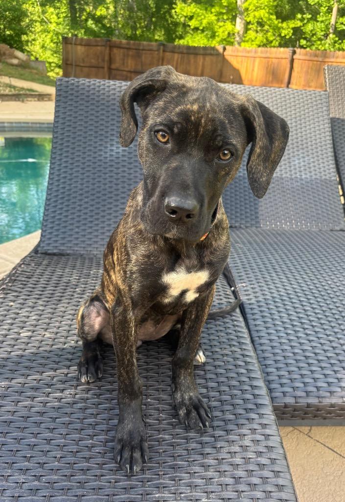 Enlarge “BeeGee” - Big Girl, a Adoptable mixed breed in Forsyth, GA image 2/2