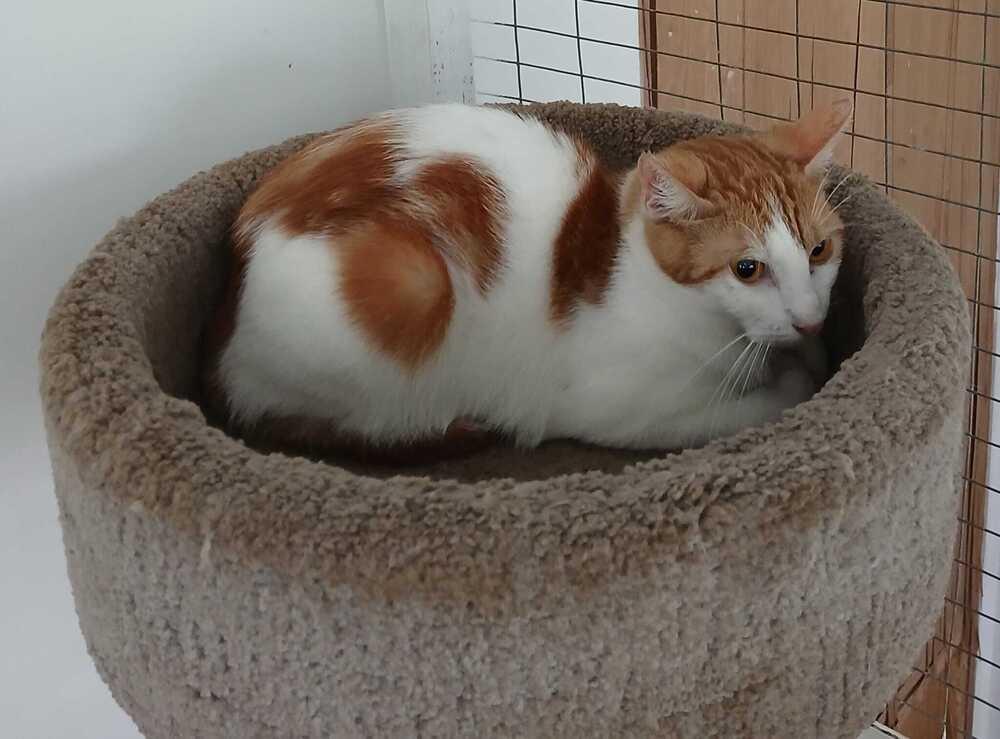 Heydi, Adoptable, Adult Female Domestic Short Hair.