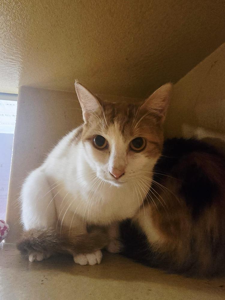 Enlarge Heydi, a Adoptable mixed breed in Naranjito, PR image 3/4