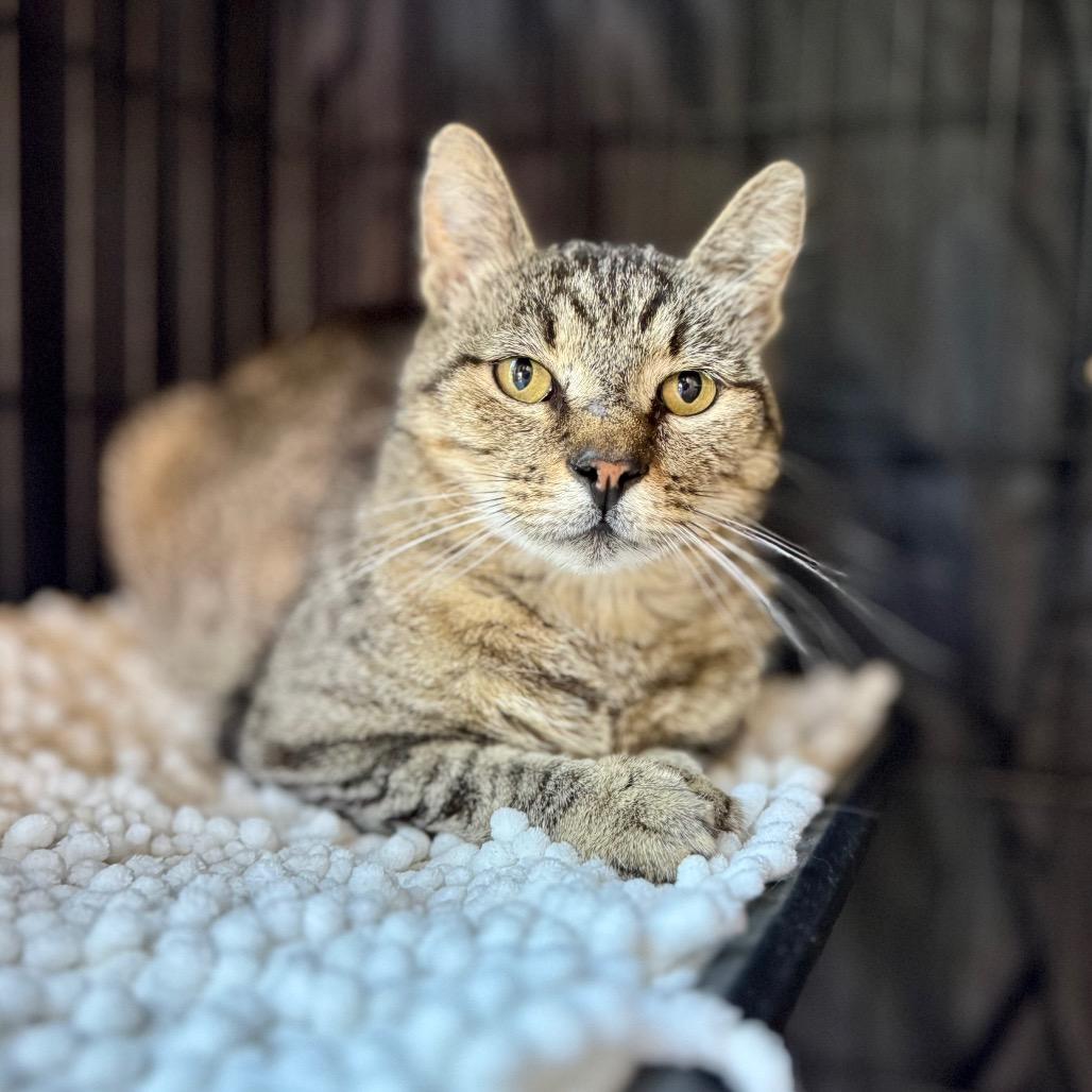 Hurley, a Adoptable American Shorthair in Fredericksburg, TX image 1/2