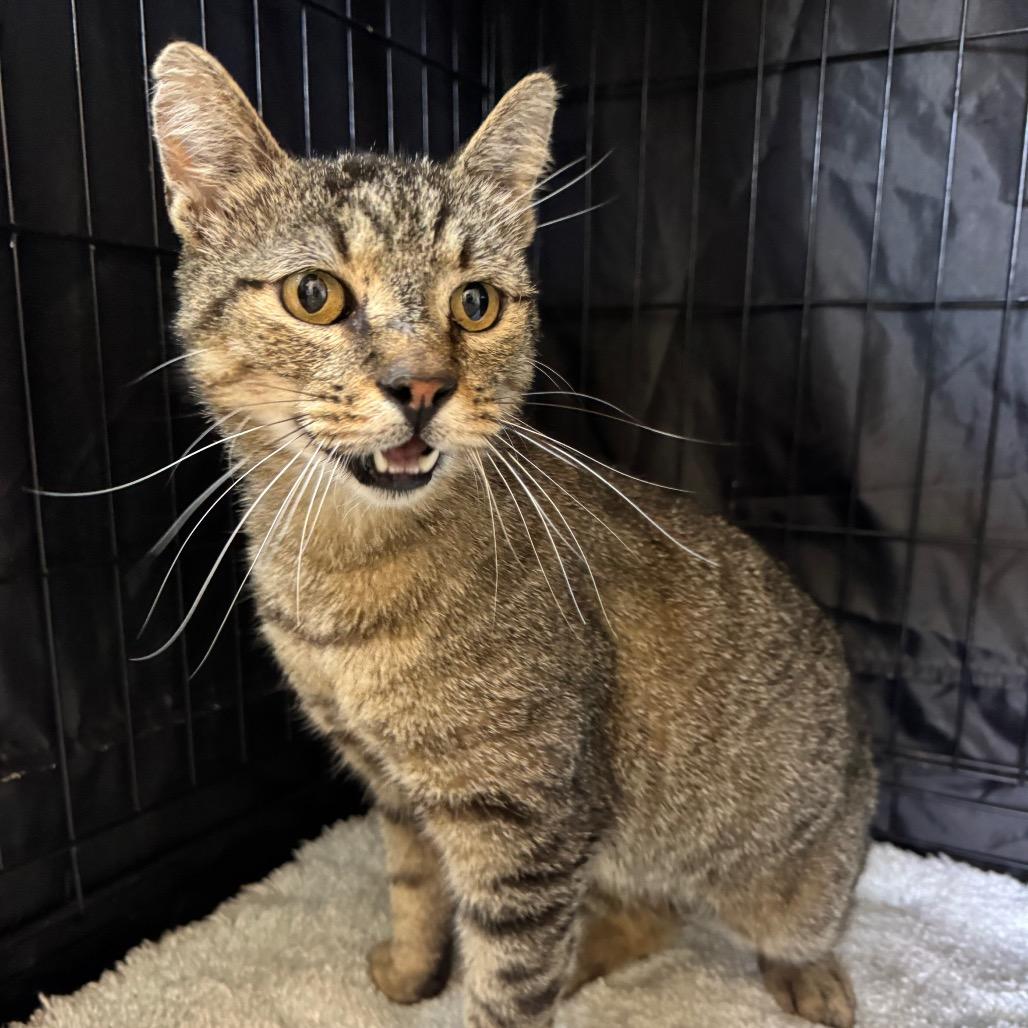 Hurley, a Adoptable American Shorthair in Fredericksburg, TX image 2/2