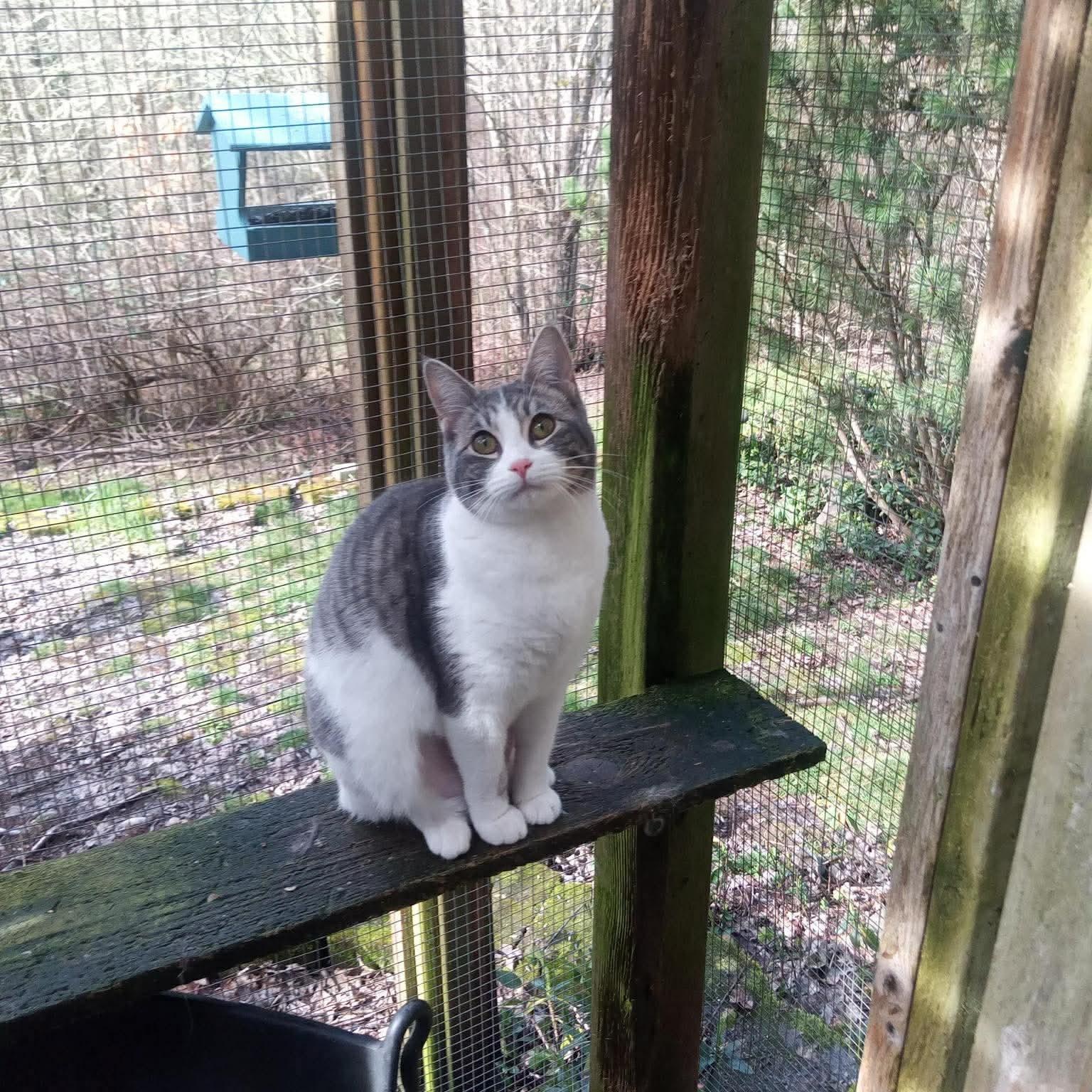 Enlarge Tippy, a Adoptable mixed breed in Gladstone, OR image 5/6