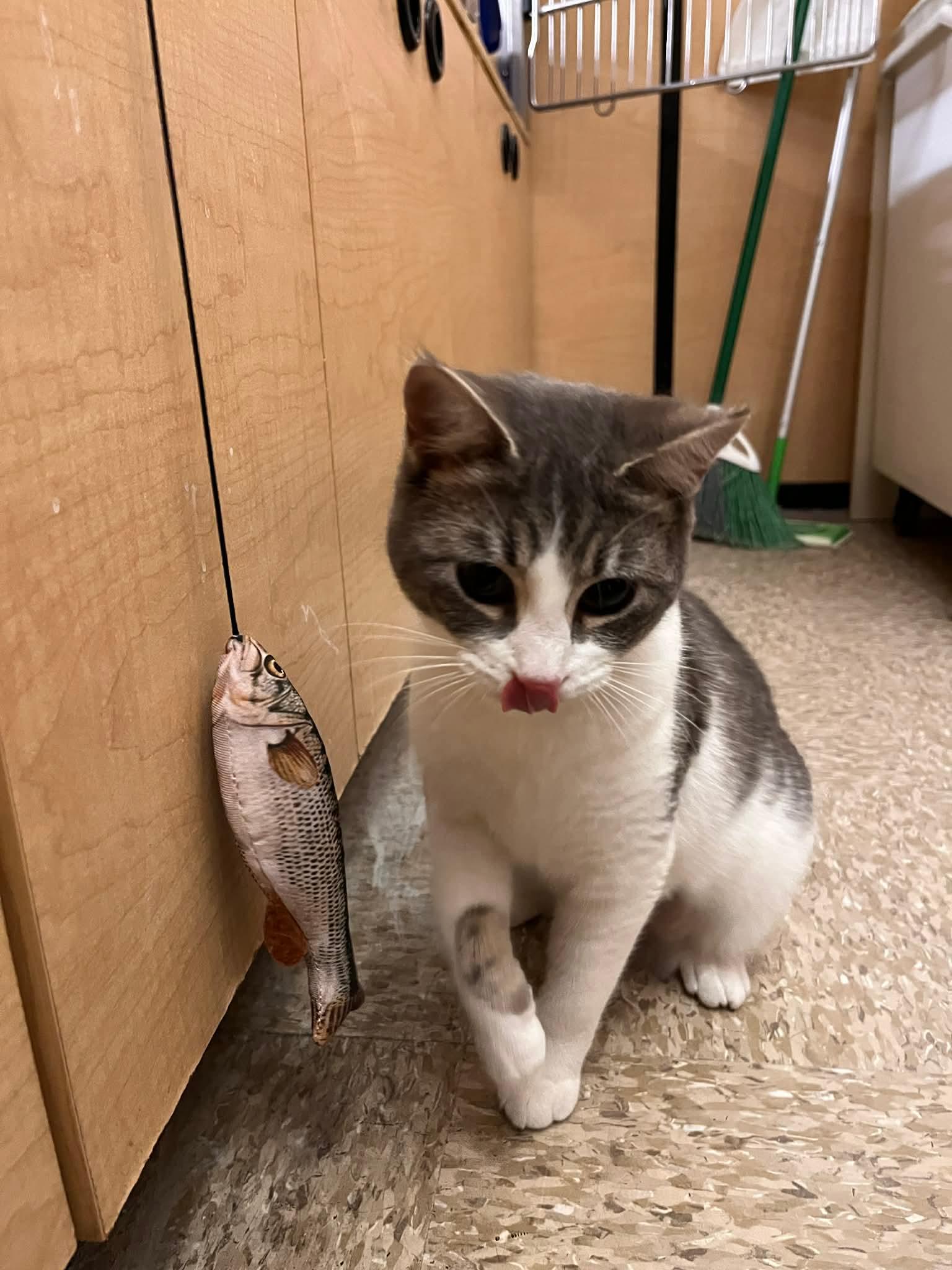 Enlarge Tippy, a Adoptable mixed breed in Gladstone, OR image 2/6