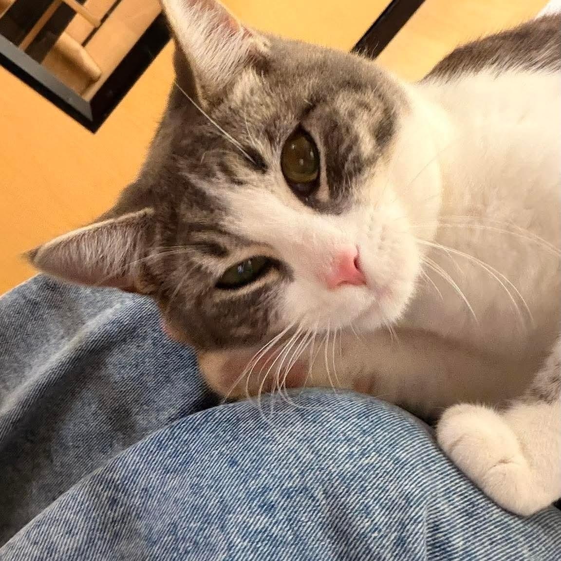 Tippy, Adoptable, Young Female Tabby & Domestic Short Hair.