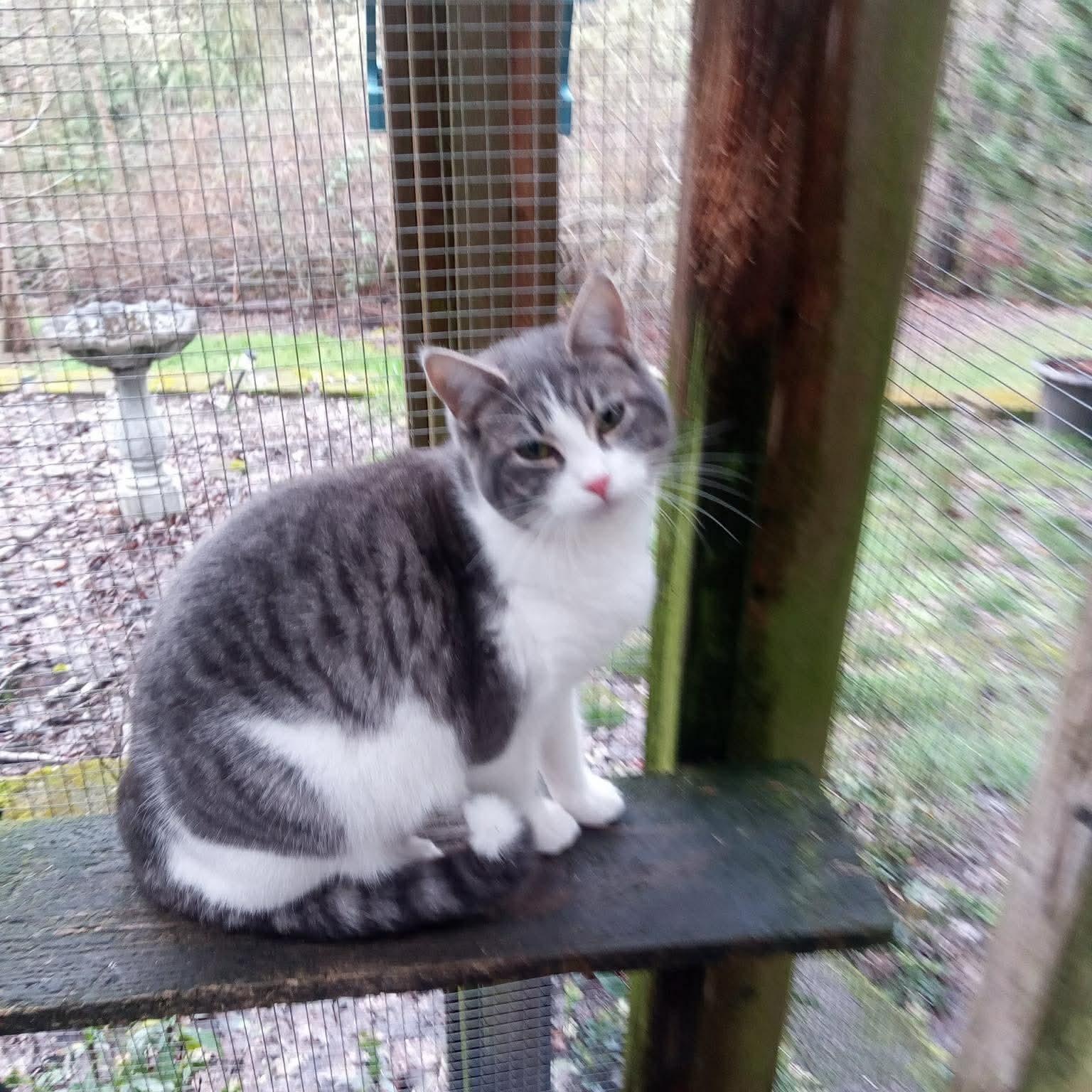 Enlarge Tippy, a Adoptable mixed breed in Gladstone, OR image 6/6