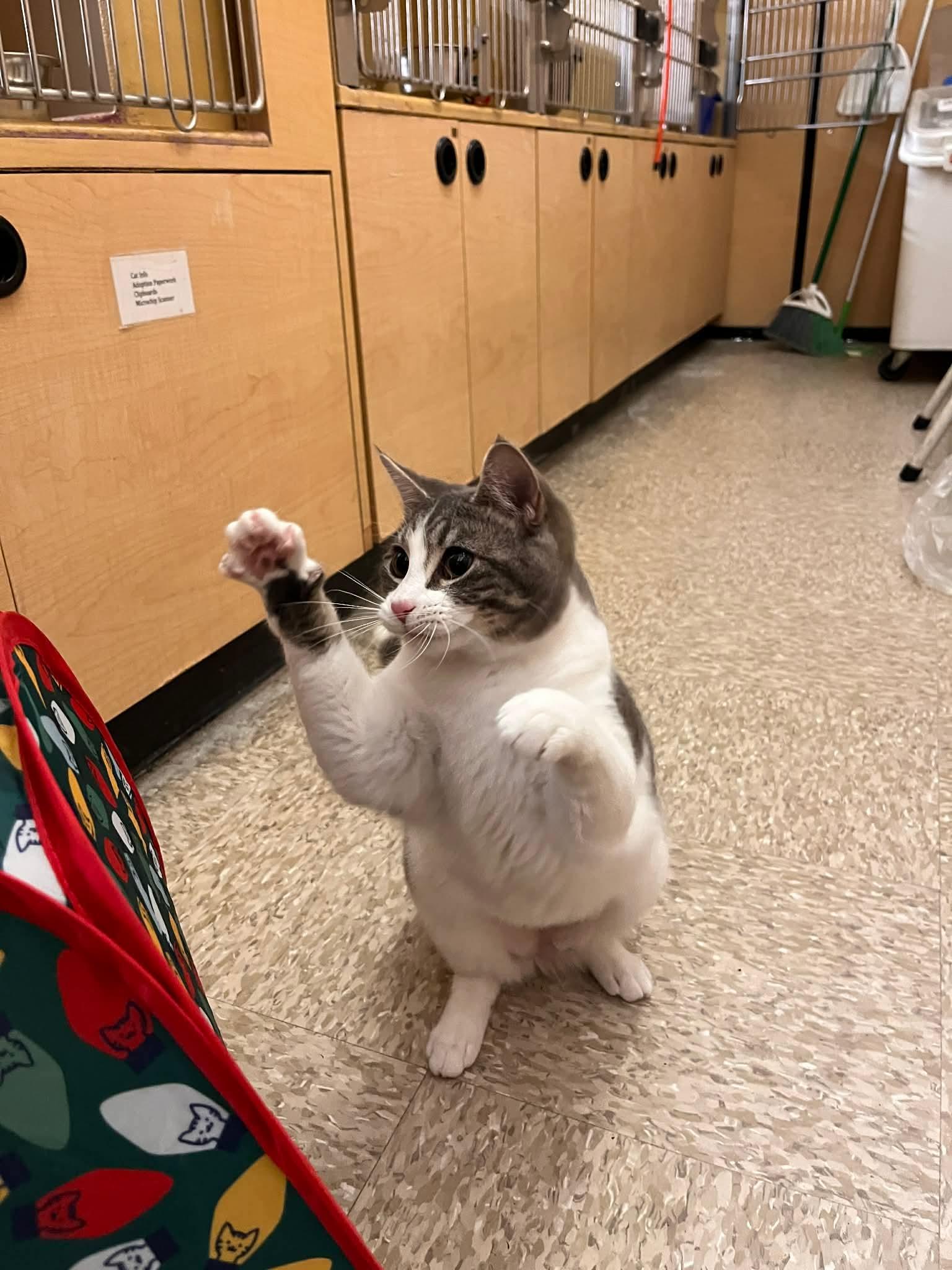 Enlarge Tippy, a Adoptable mixed breed in Gladstone, OR image 3/6