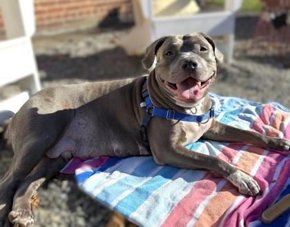 Lonnie Girl, a Adoptable mixed breed in Washington, DC image 1/3