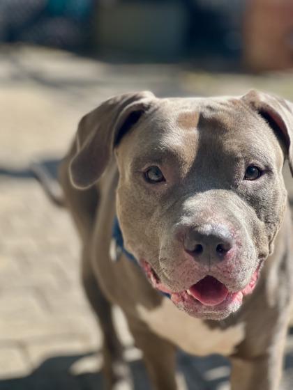 Lonnie Girl, a Adoptable mixed breed in Washington, DC image 2/3