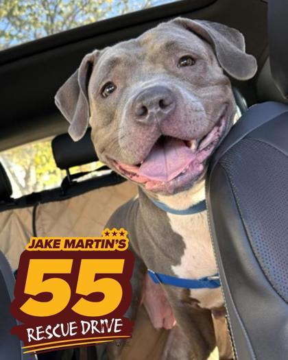 Lonnie Girl, a Adoptable mixed breed in Washington, DC image 3/3