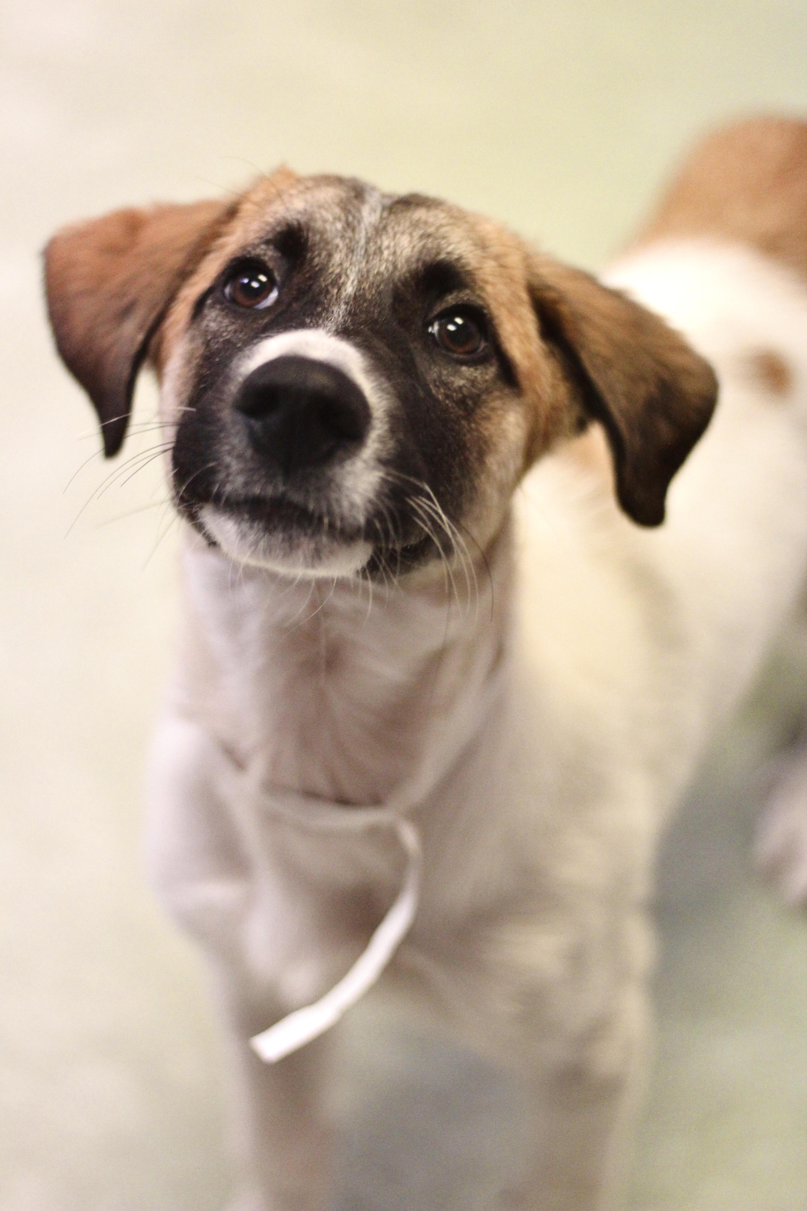 Roberts in NH! Come Meet our Adoptable Dogs Wednesday-Saturday. More info in Bio!