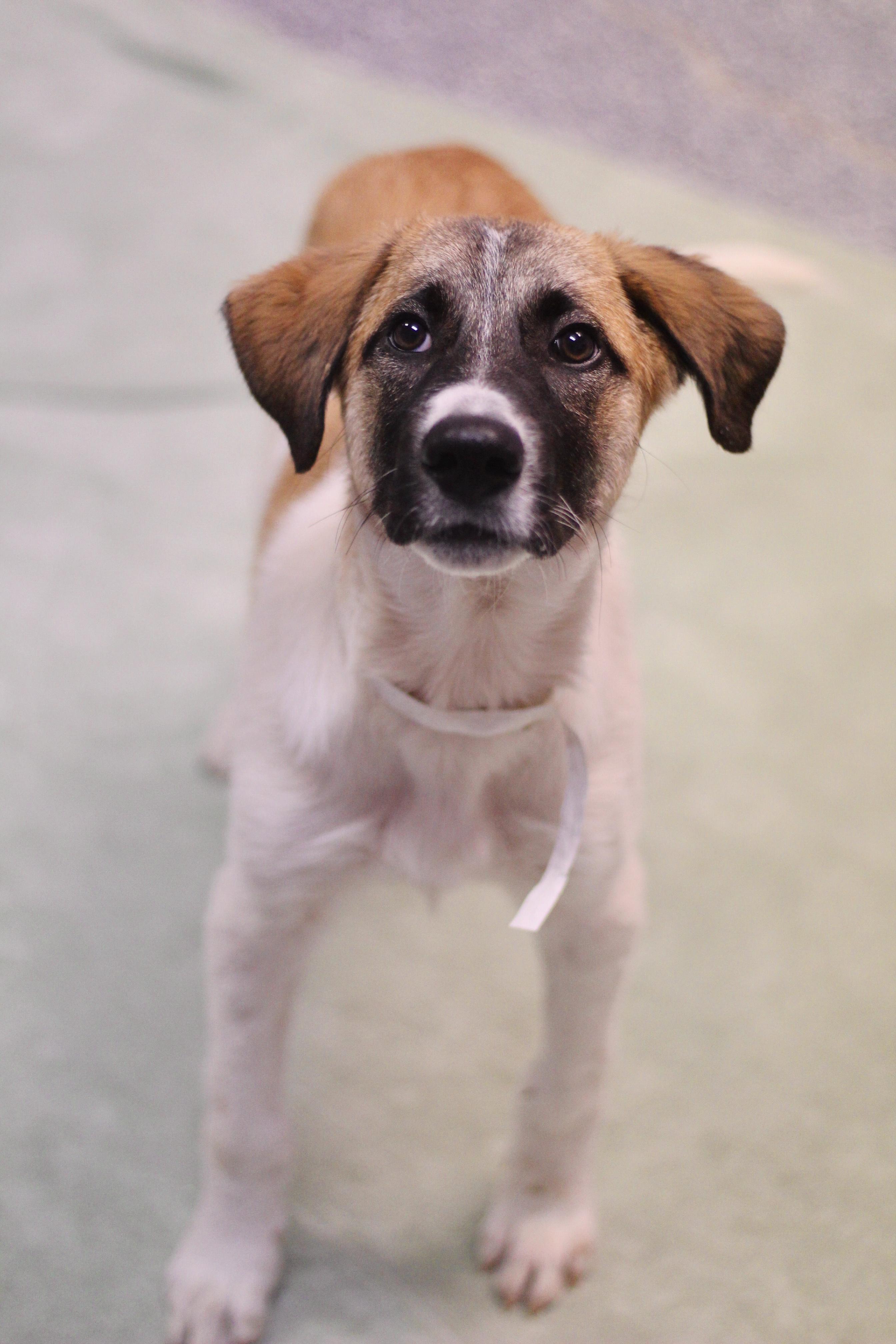 Roberts in NH! Come Meet our Adoptable Dogs Wednesday-Saturday. More info in Bio!