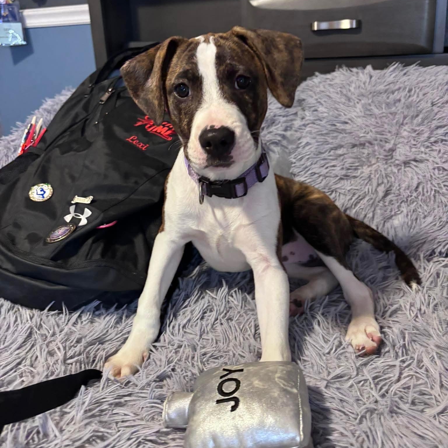 Jolene, a ADOPTABLE mixed breed in Bethlehem, PA image 5/6