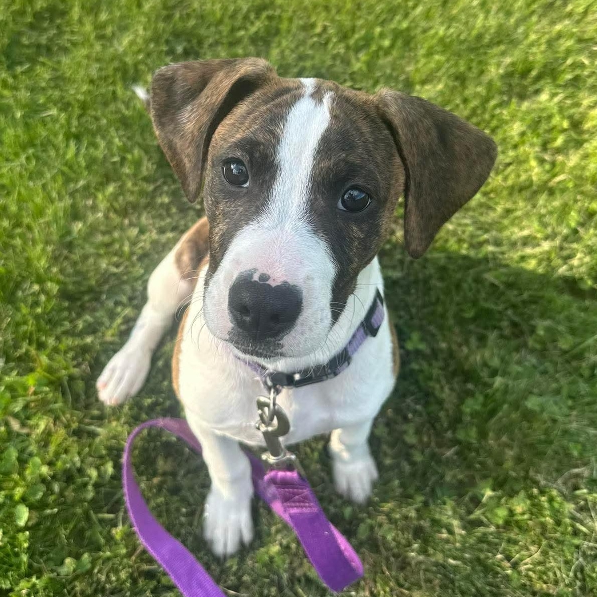 Jolene, a ADOPTABLE mixed breed in Bethlehem, PA image 1/5