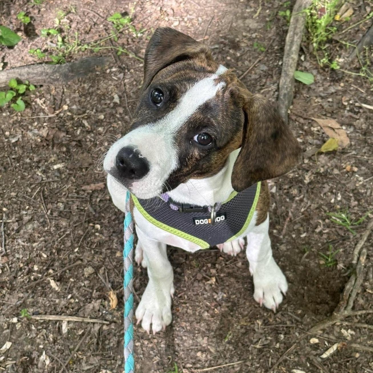 Jolene, ADOPTABLE, Puppy Female Hound & Pit Bull Terrier.