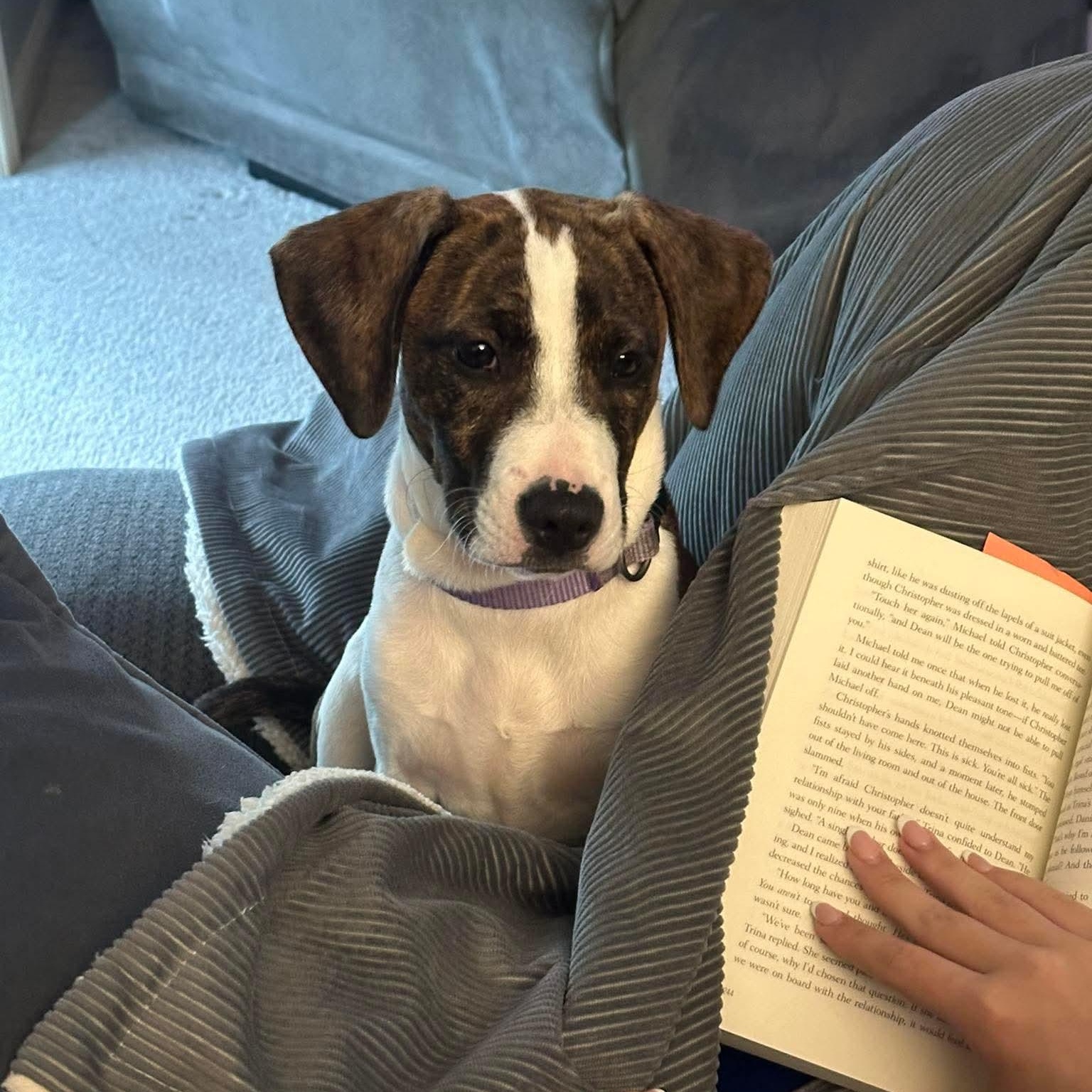 Jolene, a ADOPTABLE mixed breed in Bethlehem, PA image 5/5