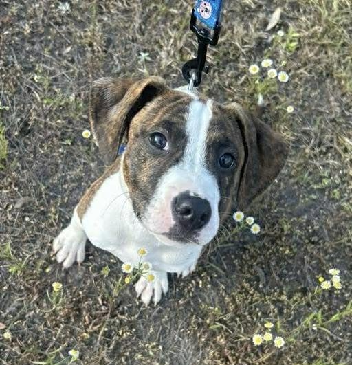Enlarge Jolene, a ADOPTABLE mixed breed in Bethlehem, PA image 1/1