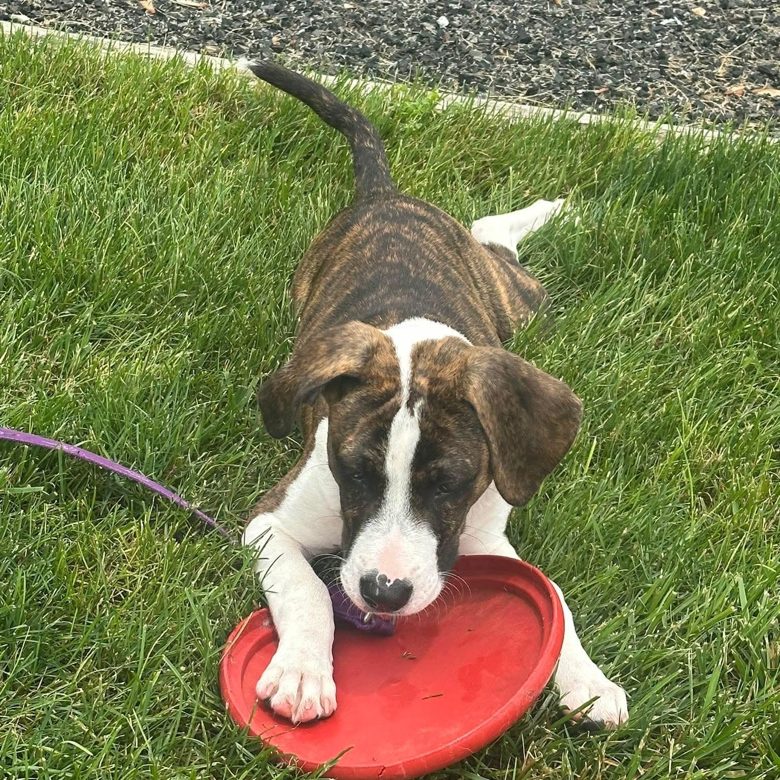 Jolene, a ADOPTABLE mixed breed in Bethlehem, PA image 6/6