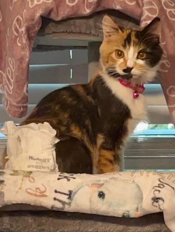 Enlarge Cami, a Adoptable Calico in Glendale, AZ image 1/6