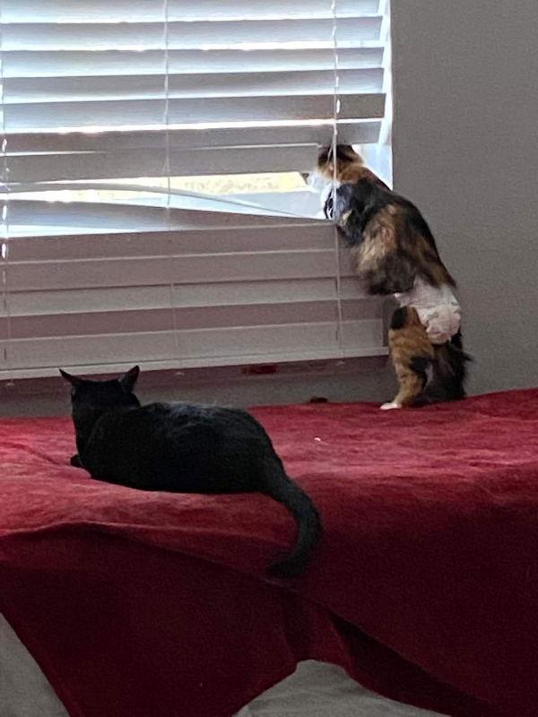 Enlarge Cami, a Adoptable Calico in Glendale, AZ image 2/6