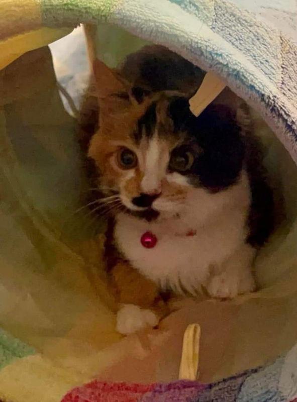 Enlarge Cami, a Adoptable Calico in Glendale, AZ image 3/6