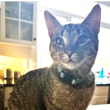 Casey, a Adoptable Domestic Short Hair in Albany, NY image 1/4