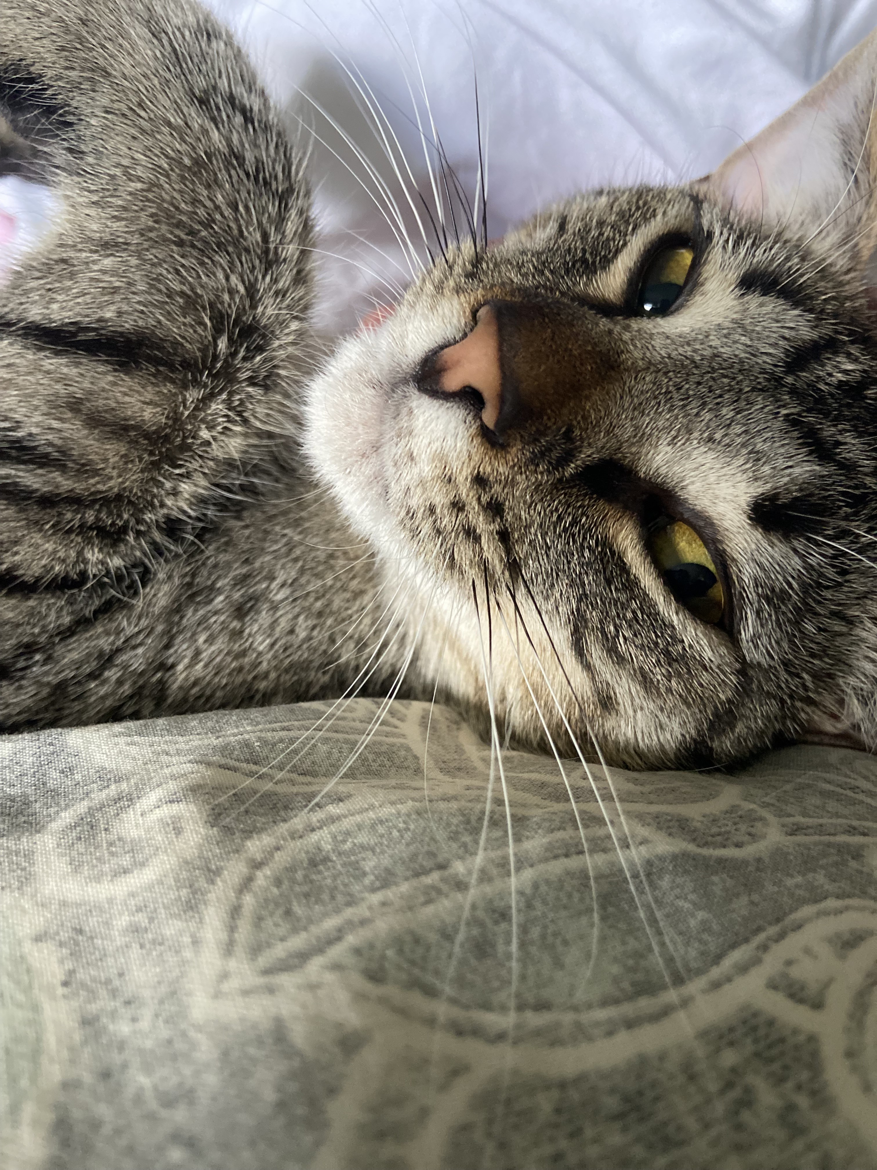 Casey, a Adoptable Domestic Short Hair in Albany, NY image 2/4