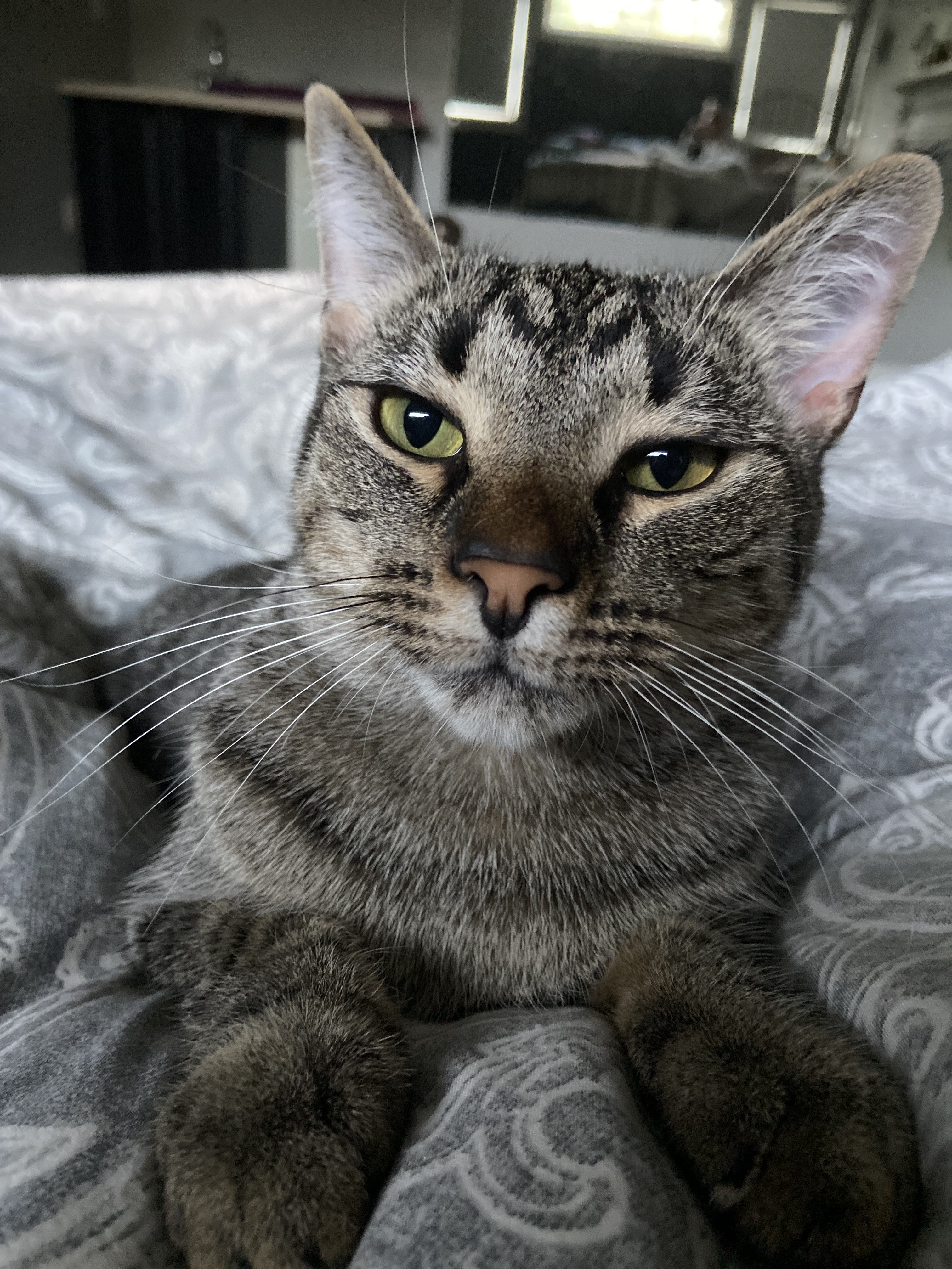 Casey, a Adoptable Domestic Short Hair in Albany, NY image 4/4