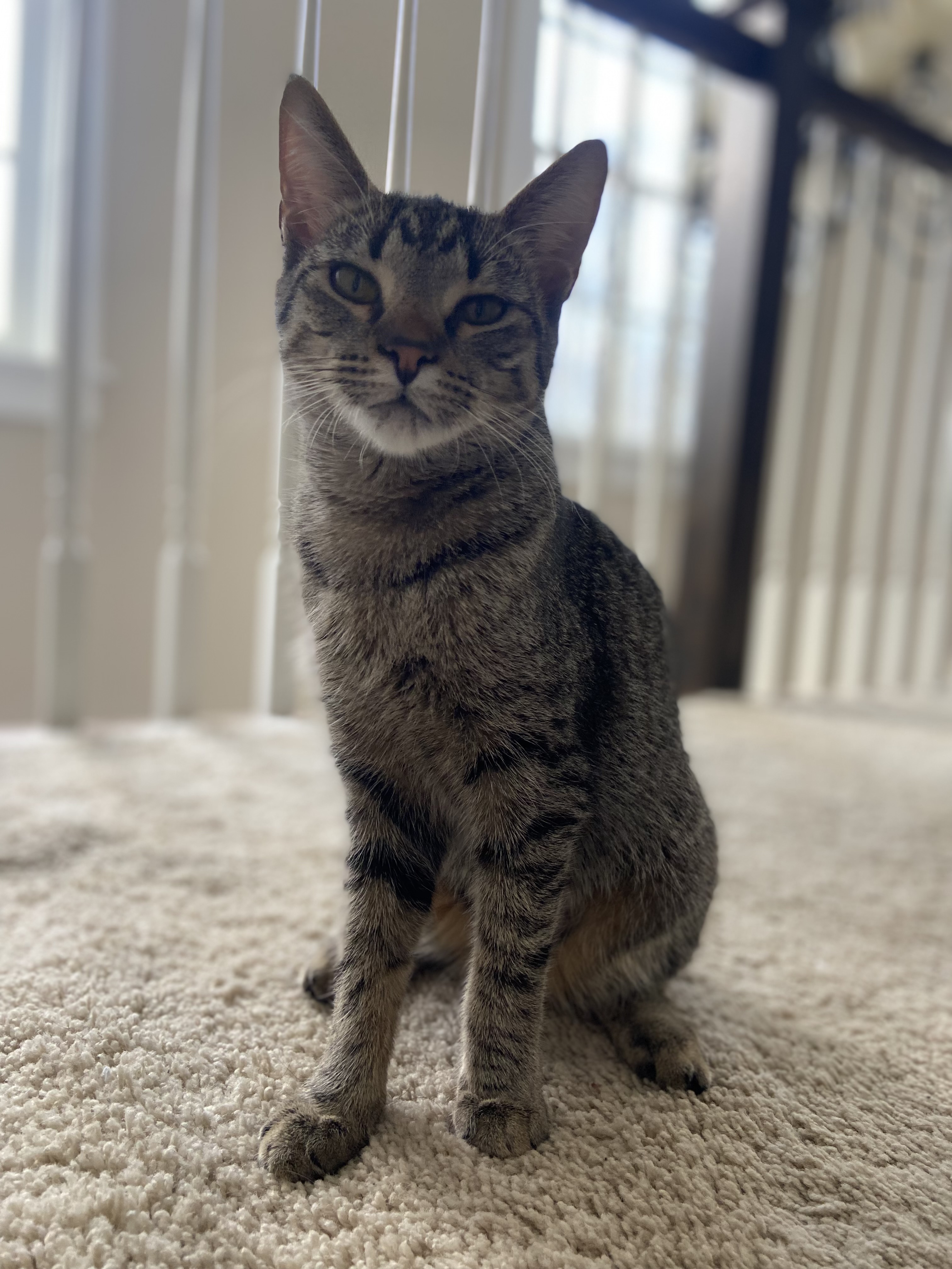 Casey, a Adoptable Domestic Short Hair in Albany, NY image 3/4