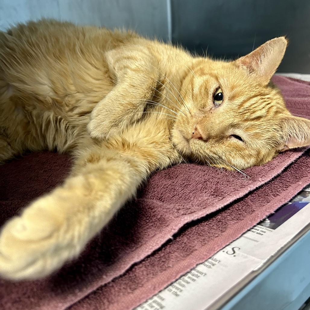 Astro, Adoptable, Senior Male Domestic Short Hair.
