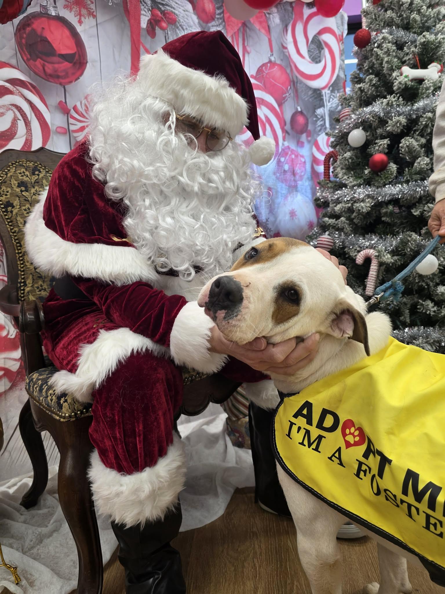 Petey Bubba , ADOPTABLE, Adult Male American Bulldog & English Foxhound.
