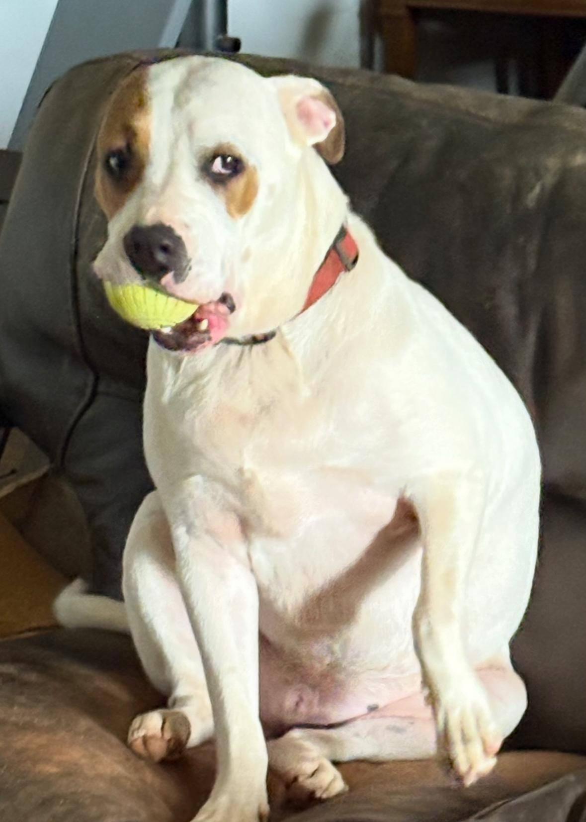 Petey Bubba , ADOPTABLE, Adult Male American Bulldog & English Foxhound.