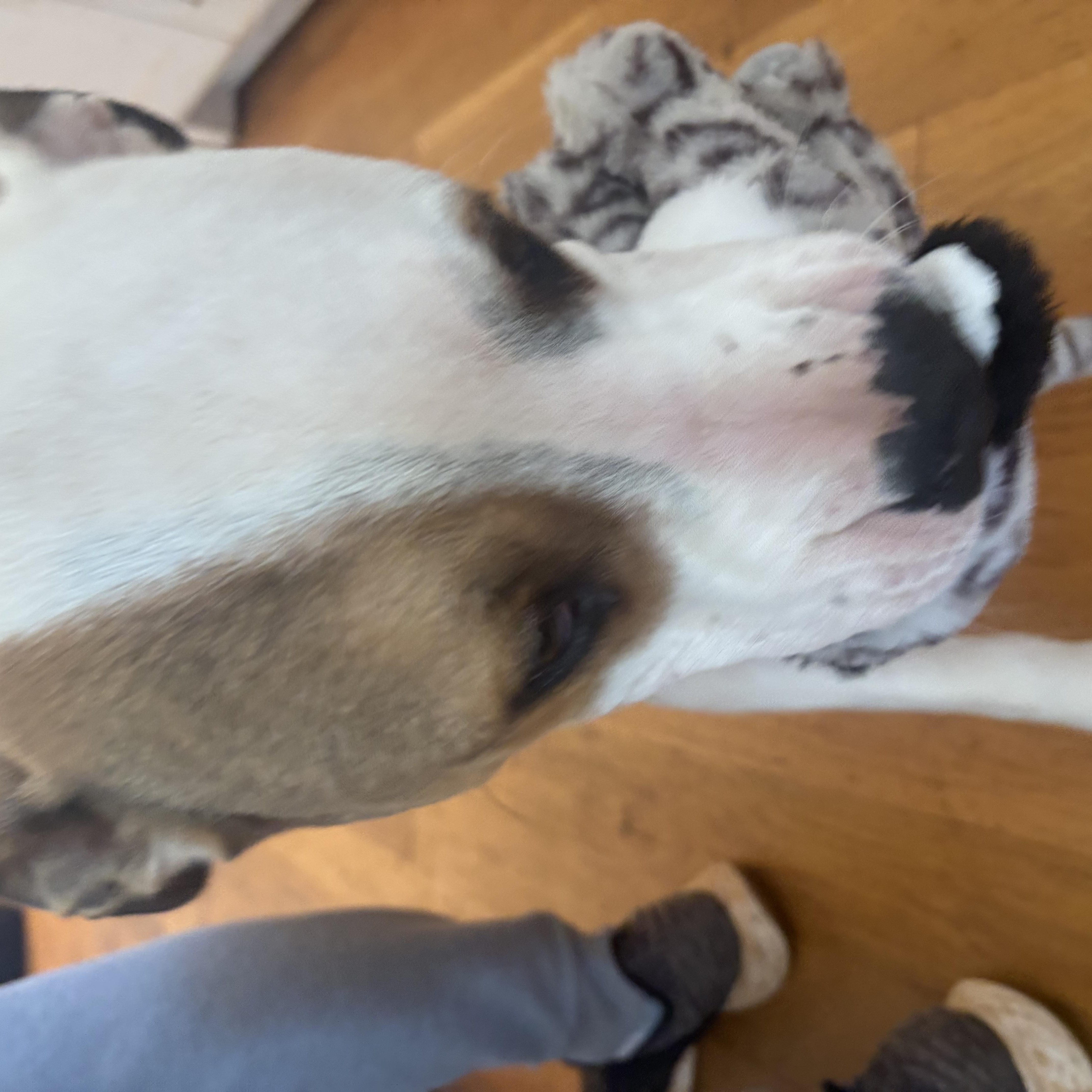 Petey Bubba , a ADOPTABLE mixed breed in Williamston, SC image 3/4