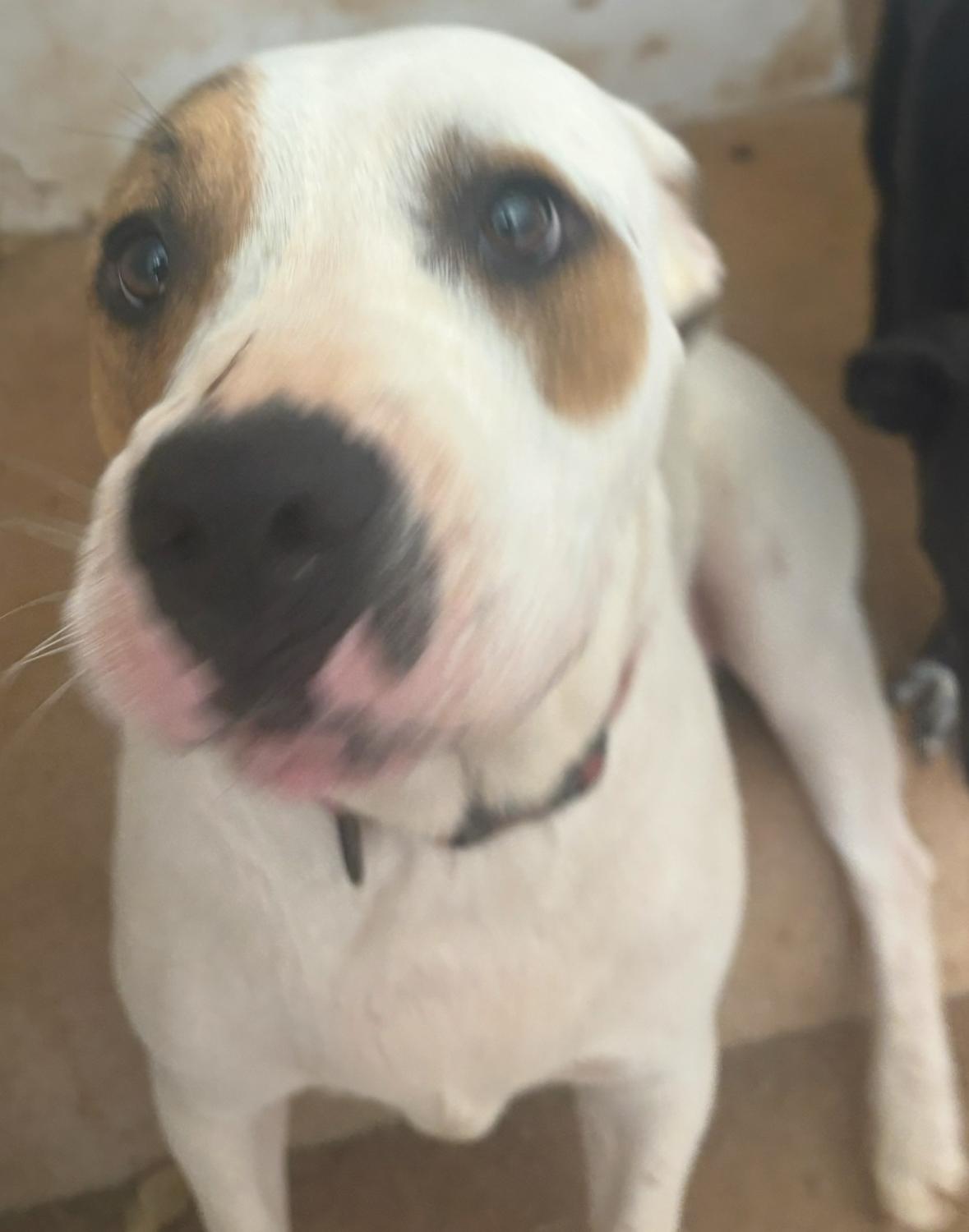 Petey Bubba , a ADOPTABLE mixed breed in Williamston, SC image 4/4