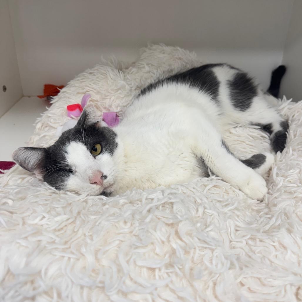 Whiplash, a Adoptable Domestic Short Hair in Jupiter, FL image 1/5