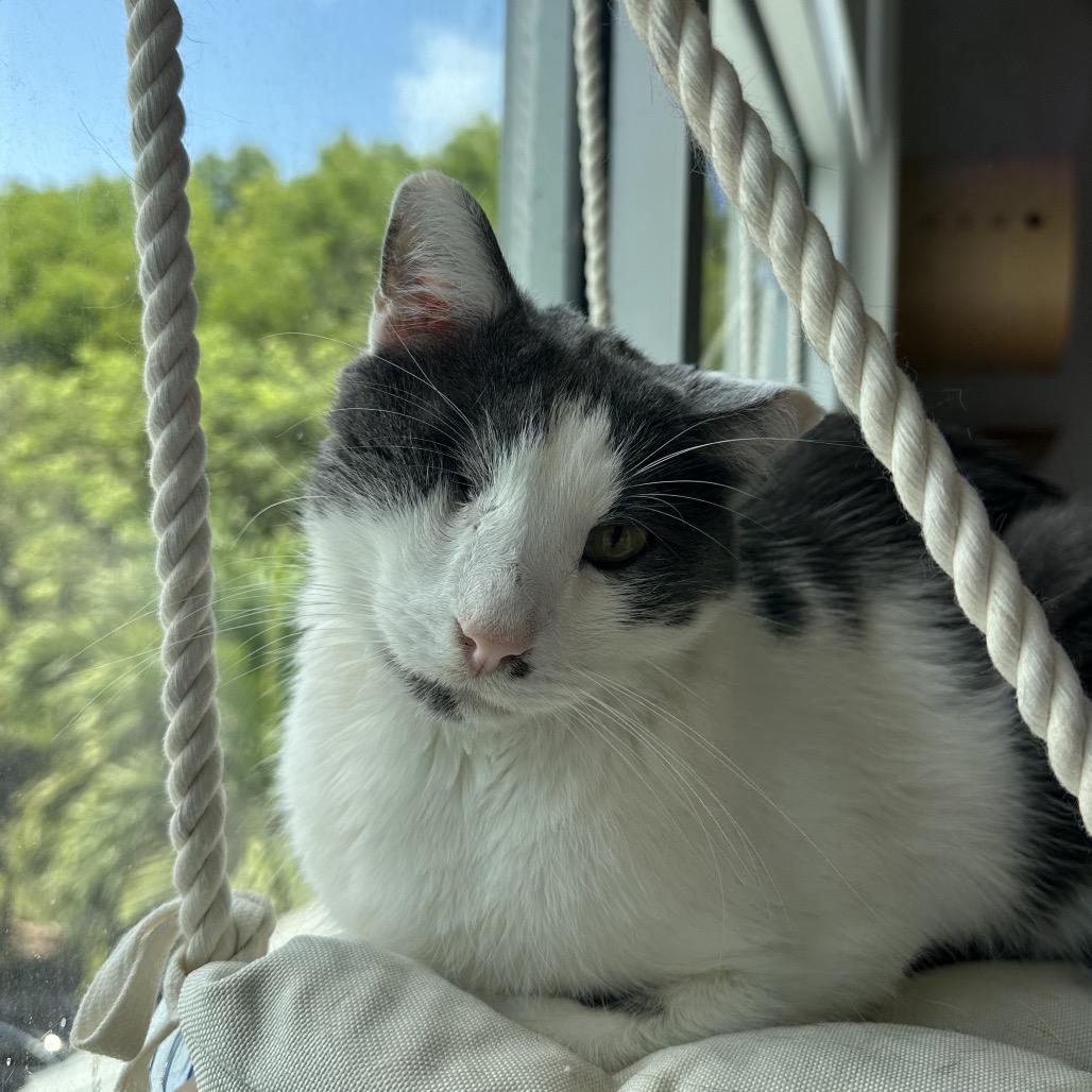 Enlarge Whiplash, a Adoptable Domestic Short Hair in Jupiter, FL image 2/6