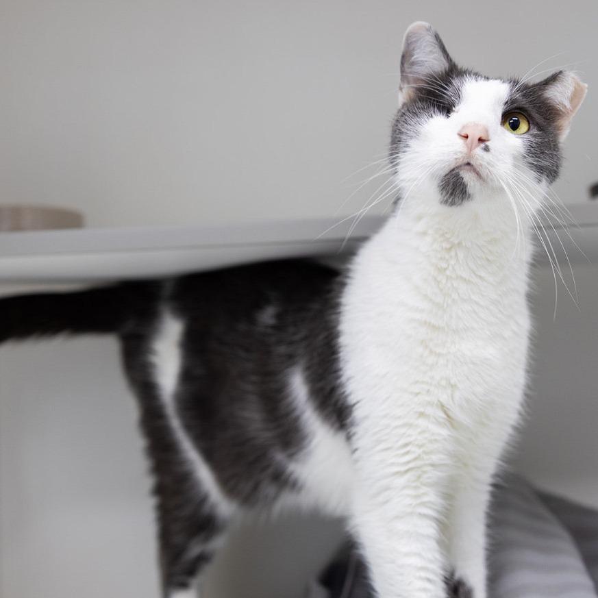 Whiplash, a Adoptable Domestic Short Hair in Jupiter, FL image 3/5