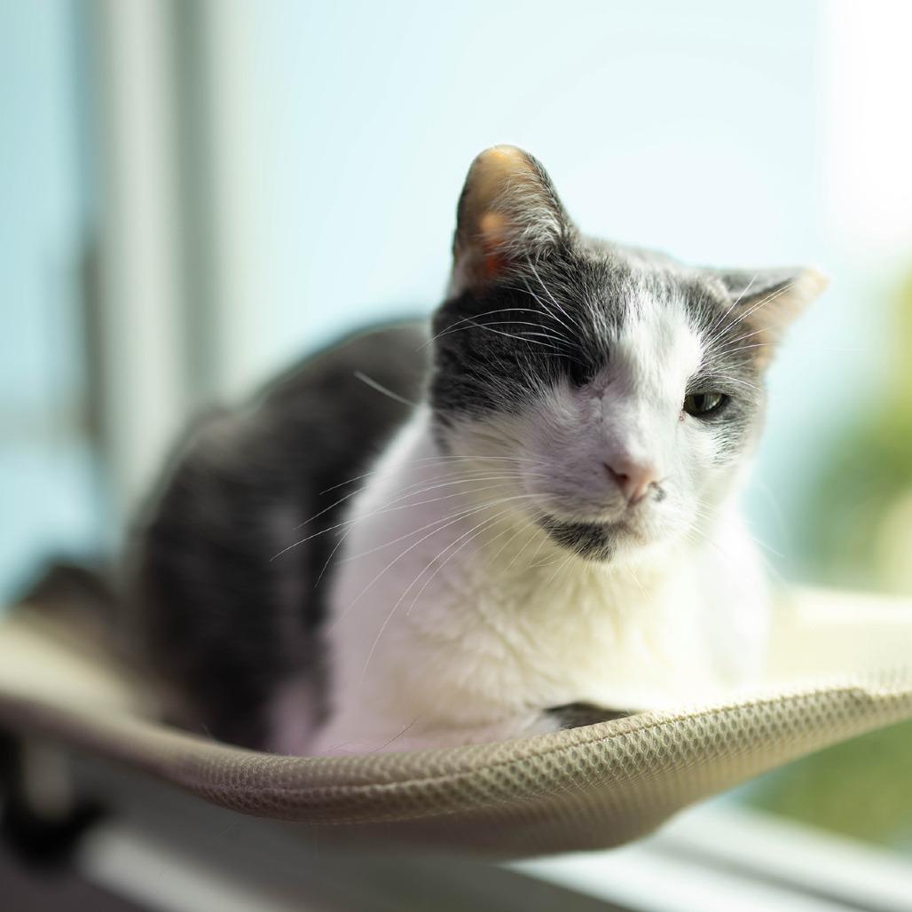 Enlarge Whiplash, a Adoptable Domestic Short Hair in Jupiter, FL image 4/6
