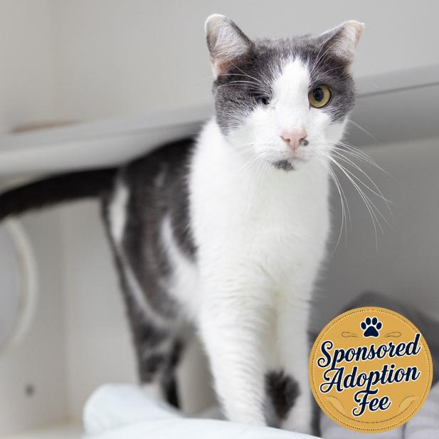 Whiplash, a Adoptable Domestic Short Hair in Jupiter, FL image 4/5