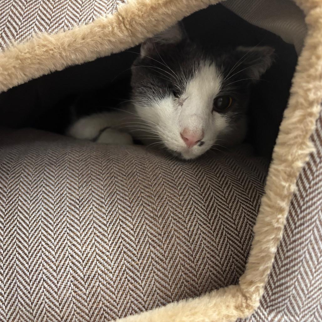 Enlarge Whiplash, a Adoptable Domestic Short Hair in Jupiter, FL image 5/6