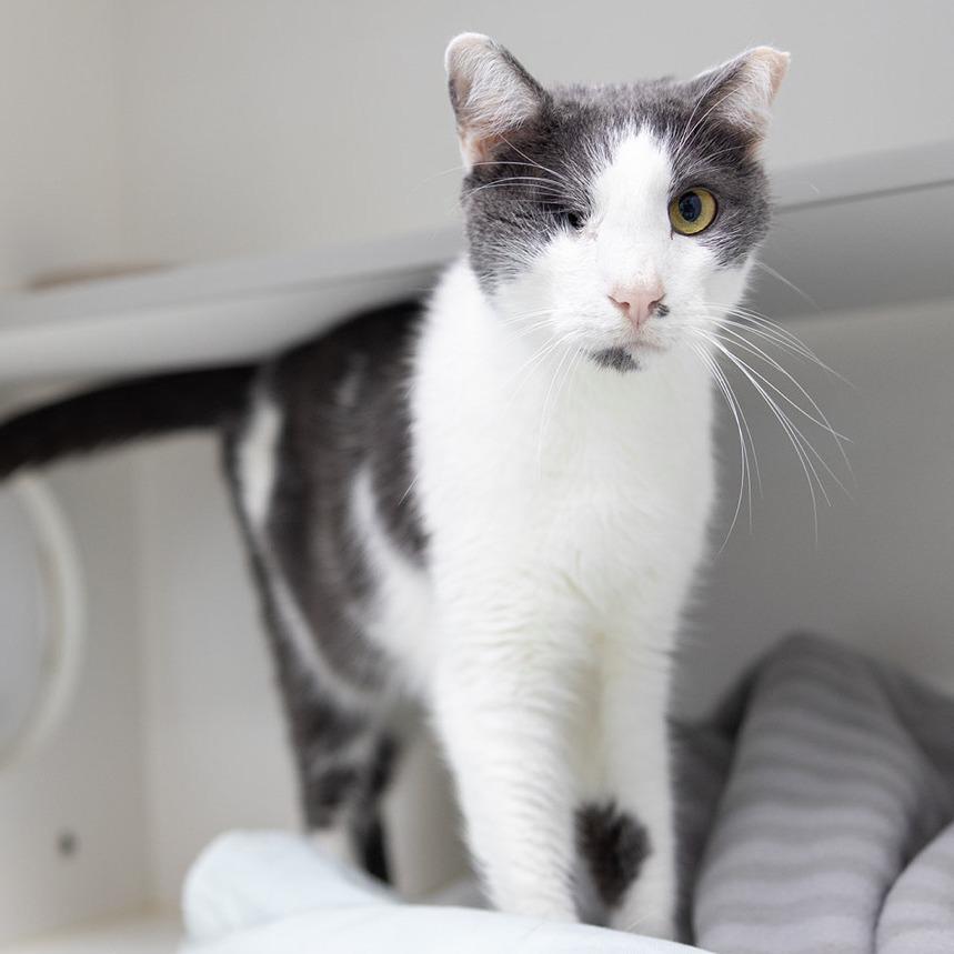 Whiplash, a Adoptable Domestic Short Hair in Jupiter, FL image 5/5