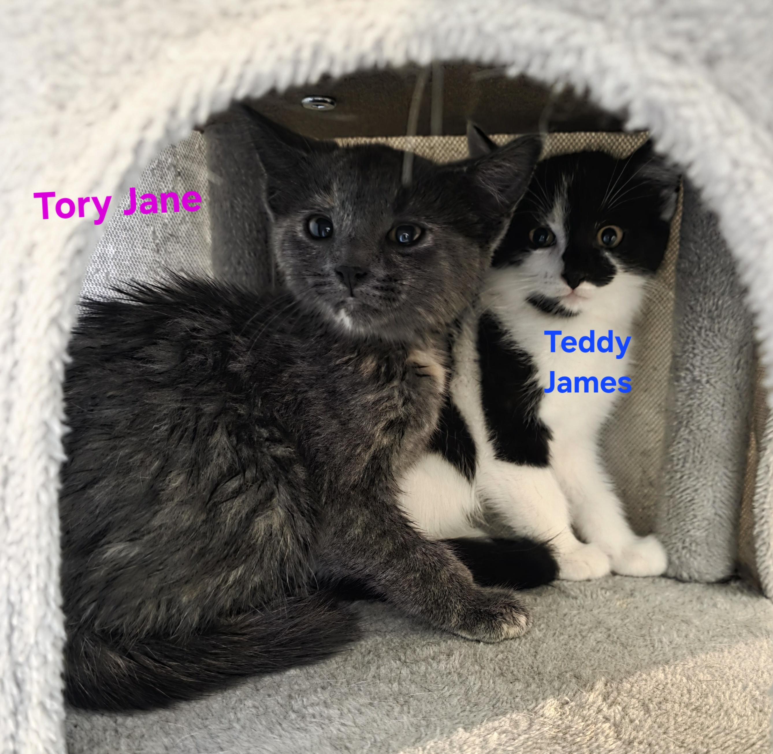 Tory Jane, an adopted Dilute Calico in Jamesville, NY image 4/4