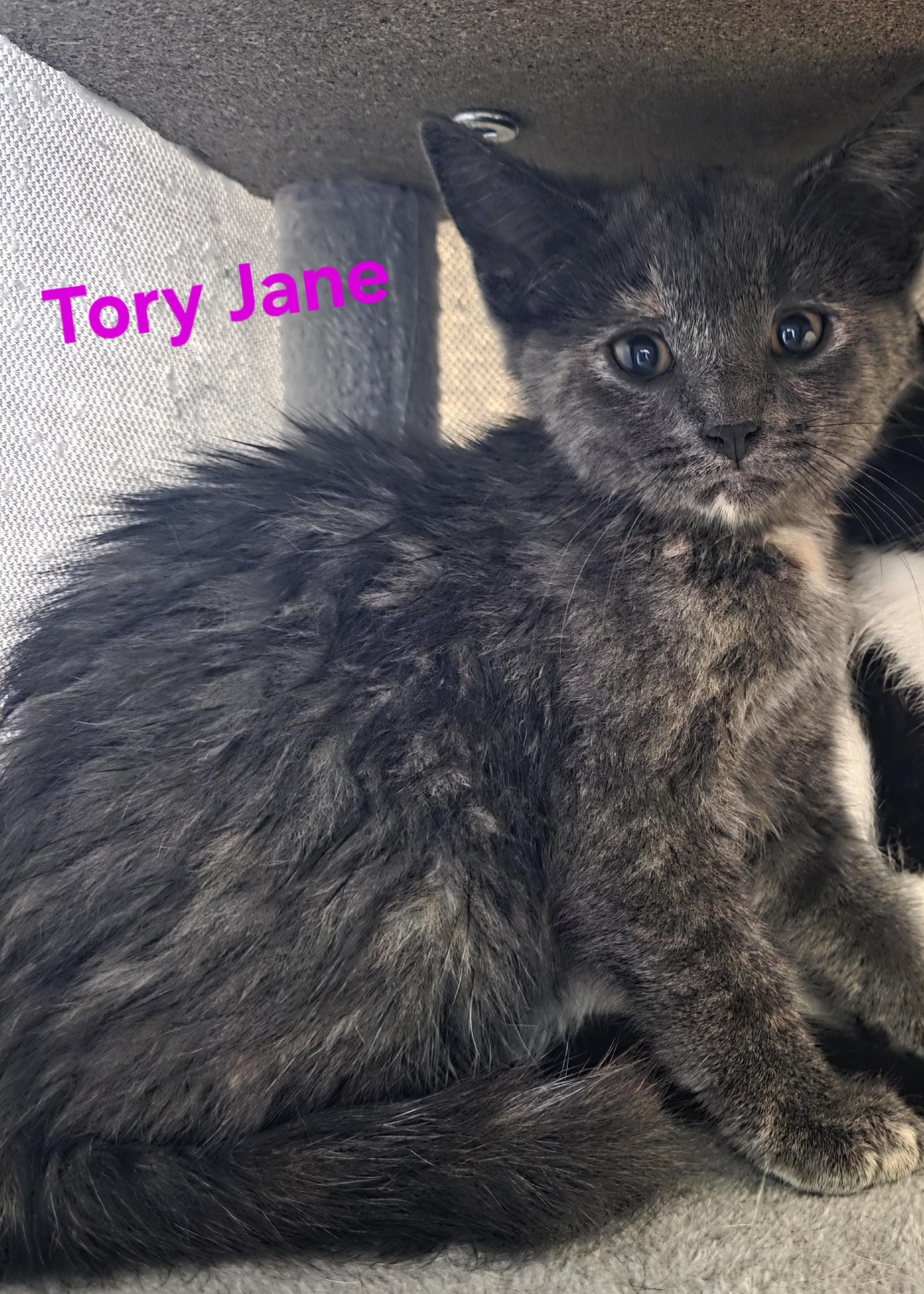 Tory Jane, adopted, Kitten Female Dilute Calico.