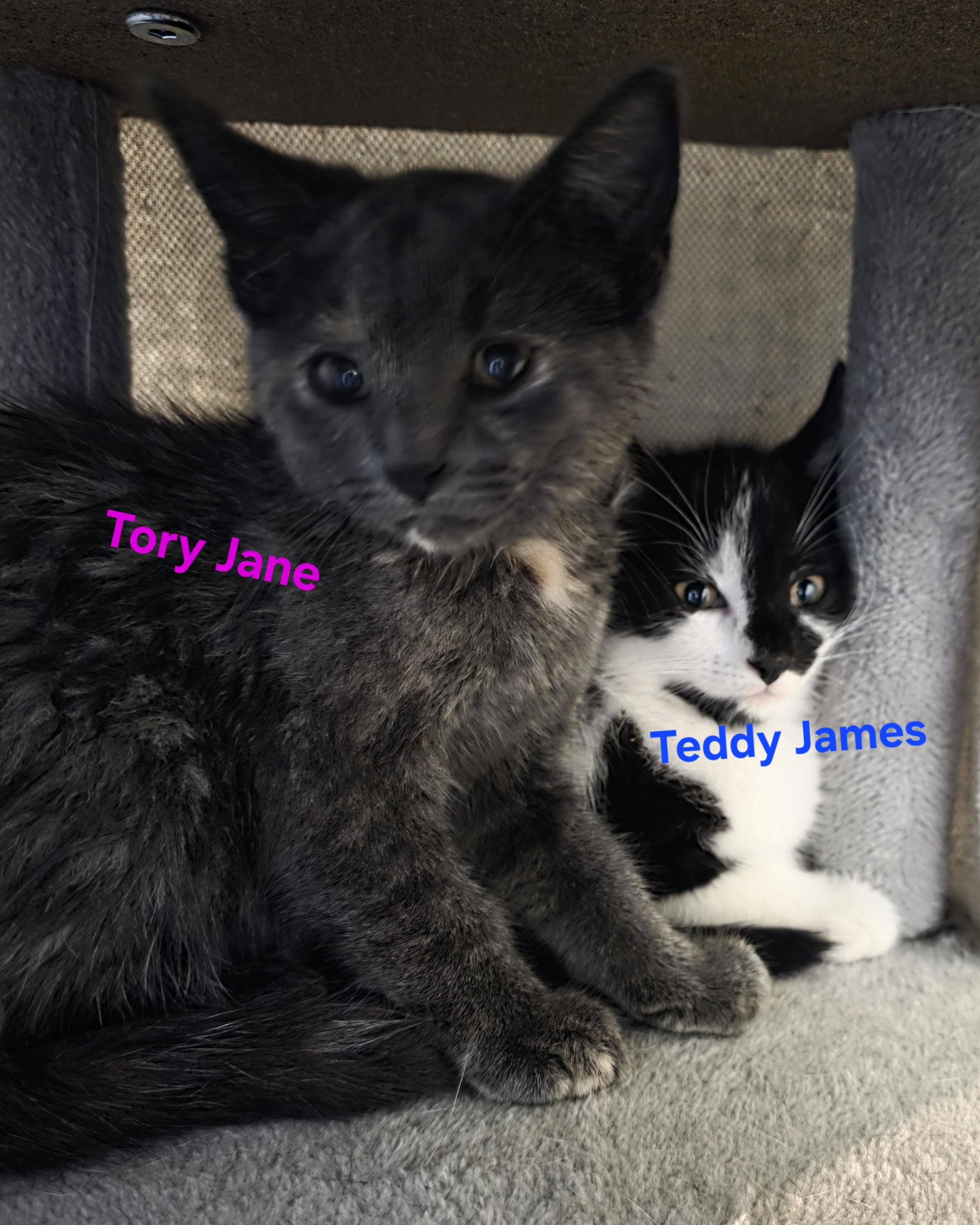 Tory Jane, an adopted Dilute Calico in Jamesville, NY image 3/4