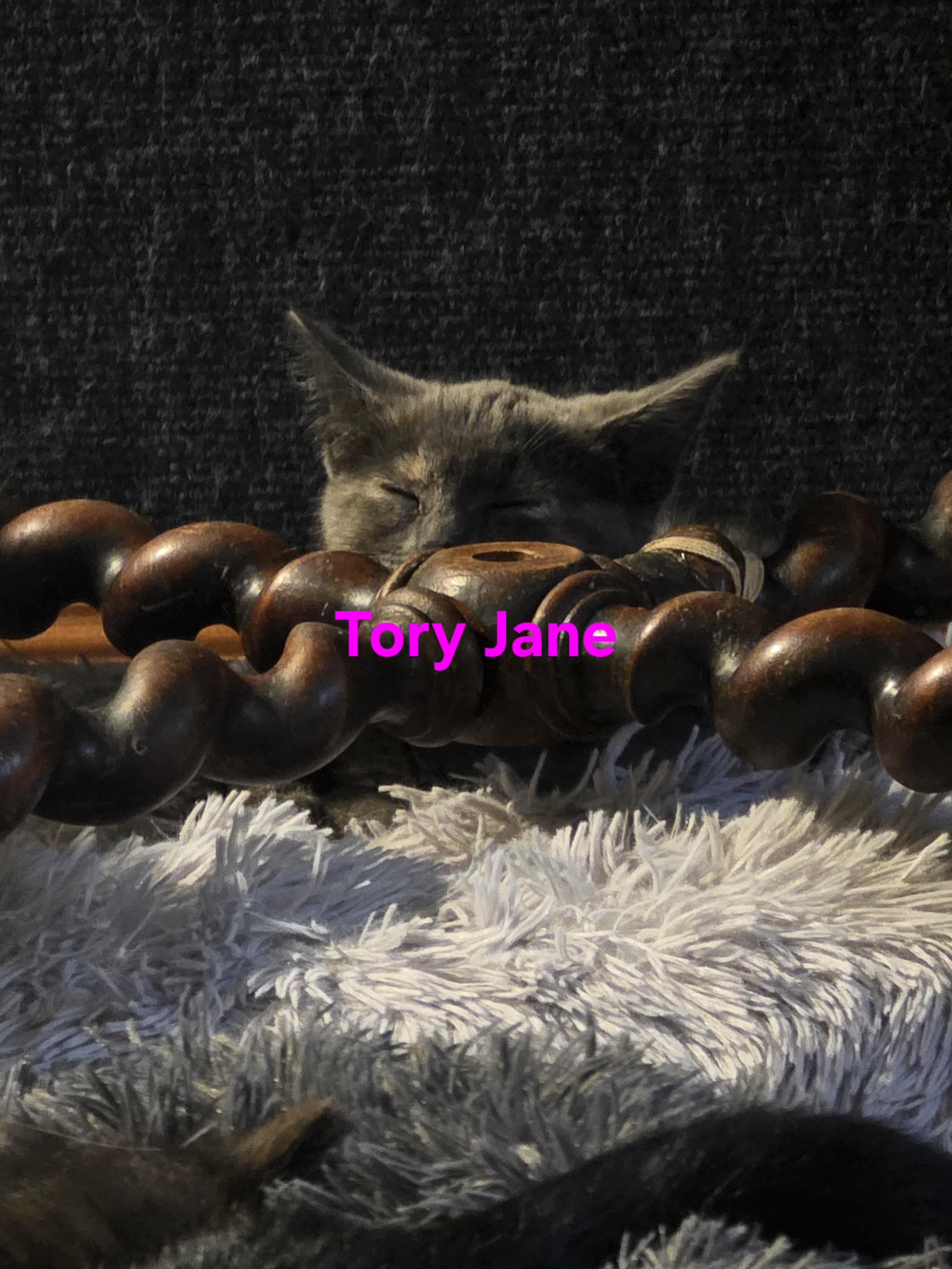 Tory Jane, an adopted Dilute Calico in Jamesville, NY image 2/4
