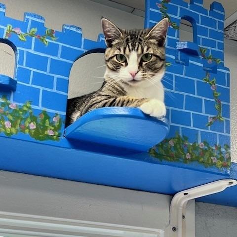 Paris, Adoptable, Adult Female Domestic Short Hair.