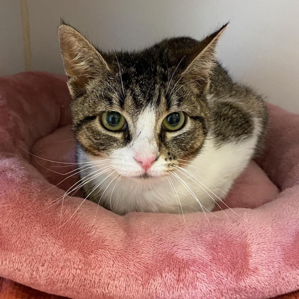 Enlarge Paris, a Adoptable Domestic Short Hair in Hawthorne, CA image 2/2