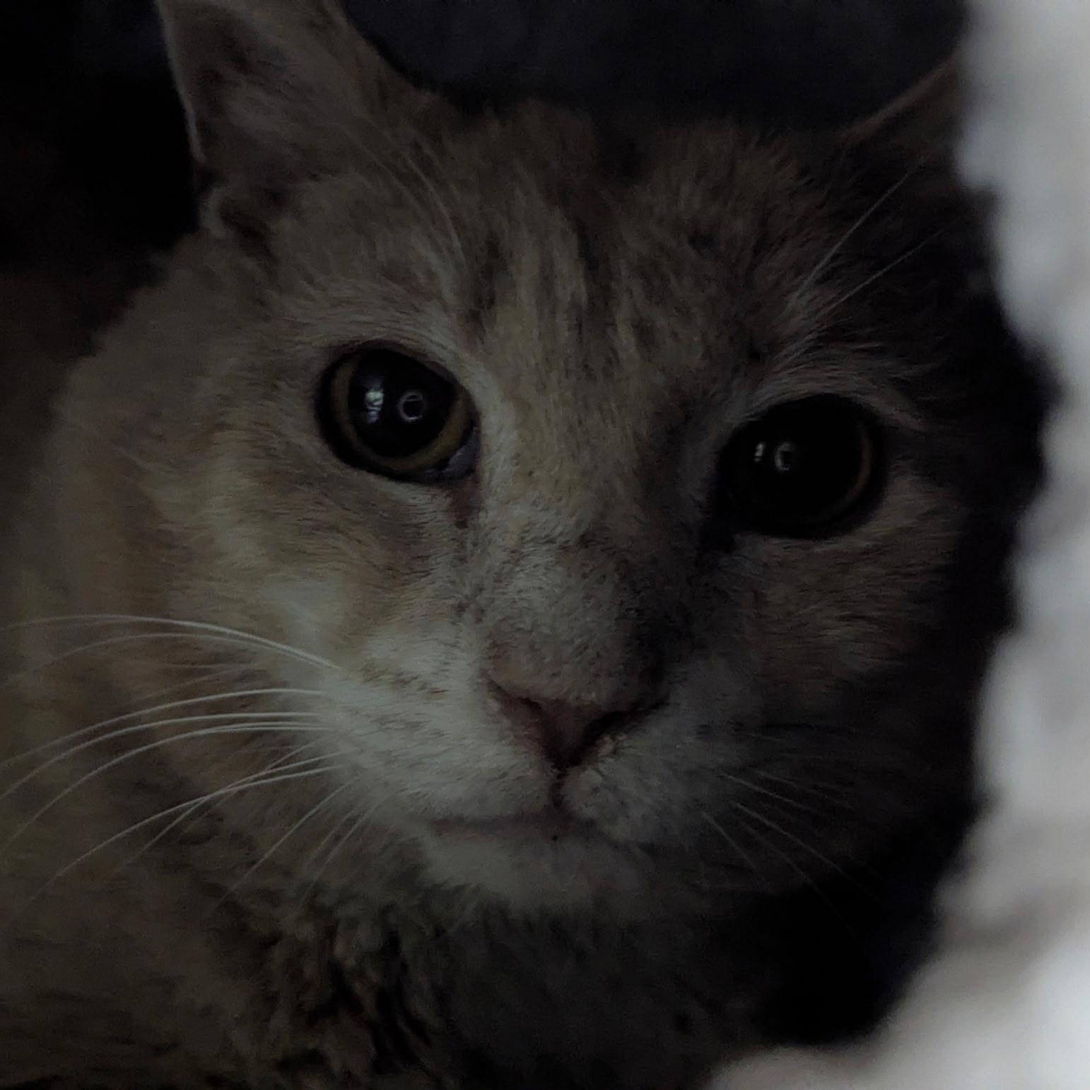 Noah- our steady, loyal man, Senior Male Domestic Short Hair