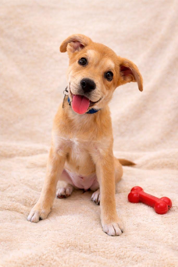 Vicki, ADOPTABLE, Puppy Female Labrador Retriever & Border Collie.